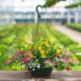 Combo – Pink Lemonade – 10″ Hanging Basket